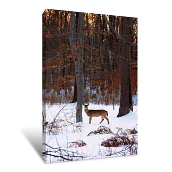 Image of Deer Spotted in the Forest Canvas Print