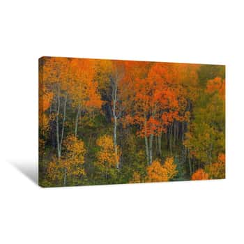 Image of Abounding Color Canvas Print