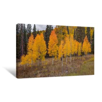 Image of An Aspen Autumn 1 Canvas Print