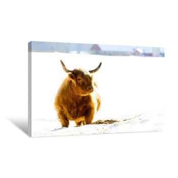 Image of Baby Buffalo in the Snow Wide Canvas Print