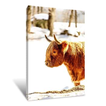 Image of Baby Buffalo in the Snow Tall Canvas Print