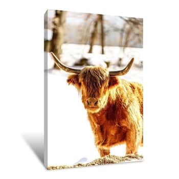 Image of Baby Buffalo in Snow Looking Forward Canvas Print