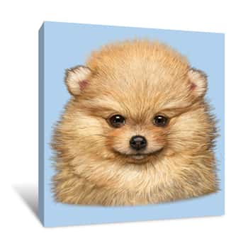 Image of Pomeranian Puppy Canvas Print
