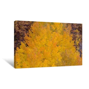 Image of Aspen Autumn Bonfire Canvas Print