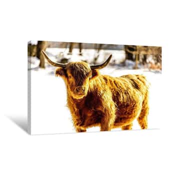 Image of Baby Buffalo in Snow Wide Angle Canvas Print