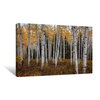 Image of Aspen Forest in Autumn Canvas Print