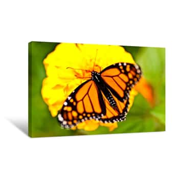 Image of Monarch Butterfly Closeup Canvas Print