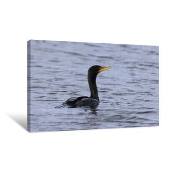 Image of Double Crested Cormorant Canvas Print