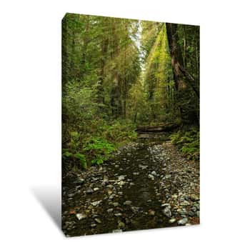 Image of Forest Stream in Muir Woods Canvas Print