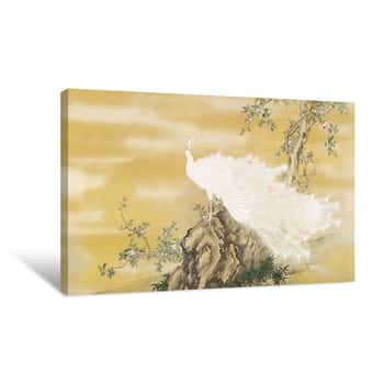 Image of White Peafowl Canvas Print