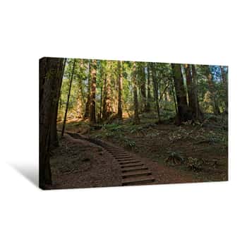 Image of Forest Walkway Canvas Print