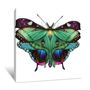 Image of Bugs Isolated Canvas Print