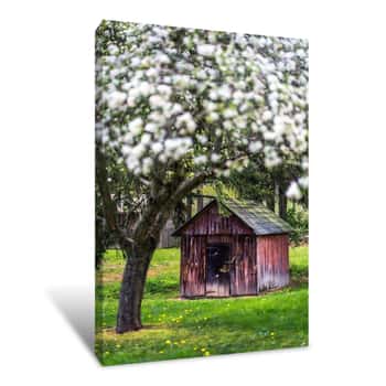 Image of Blooming Tree Over Old Barn Canvas Print