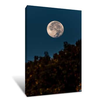 Image of Moon Over the Trees 1 Canvas Print