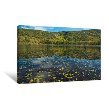 Image of Lilypads Canvas Print