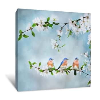Image of Blue Birds in Cherry Blossoms 1 Canvas Print