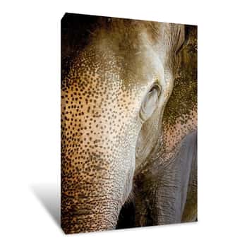 Image of Indian Elephant Canvas Print