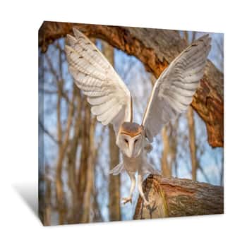 Image of Owl Landing Canvas Print