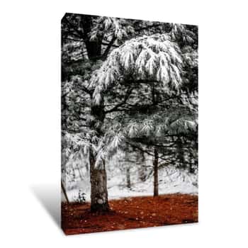 Image of Snowy Tree in the Woods Canvas Print