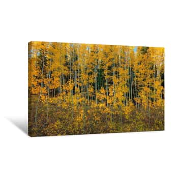 Image of Bursting Into Autumn Canvas Print