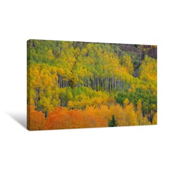 Image of Colorful Aspen Forest Canvas Print