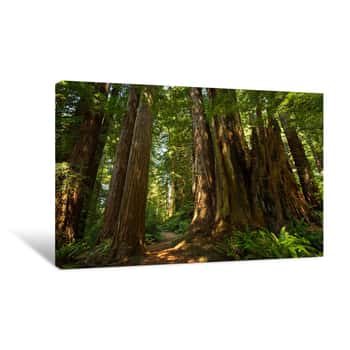 Image of Redwood Pathway Canvas Print