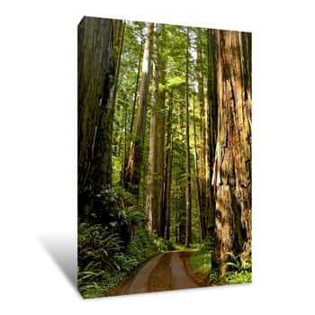 Image of In The Redwood Forest Canvas Print