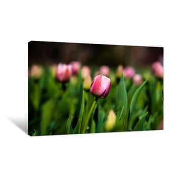 Image of Tulip Closeup 1 Canvas Print