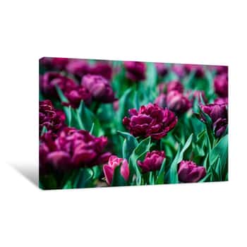 Image of Purple Flower Field Canvas Print