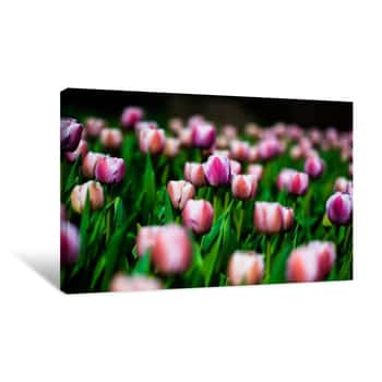 Image of Tulip Closeup 3 Canvas Print