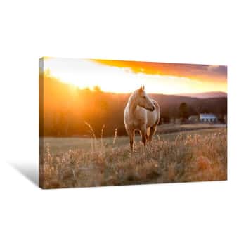 Image of Golden Horse Canvas Print