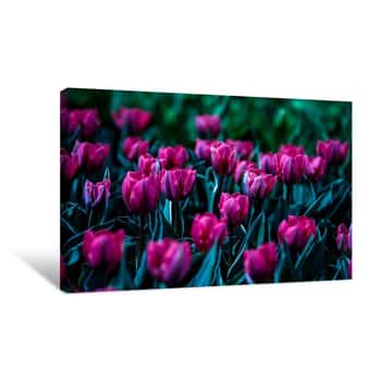 Image of Purple Flower Field 2 Canvas Print