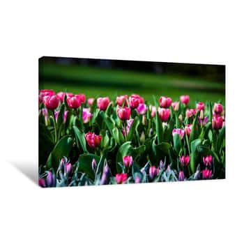 Image of Pink Flower Patch 1 Canvas Print
