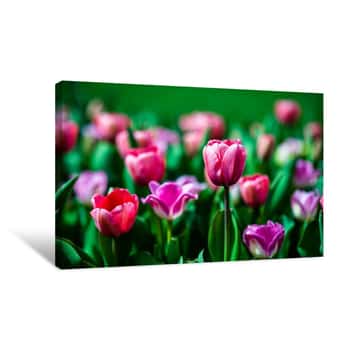 Image of Pink Flower Patch 2 Canvas Print