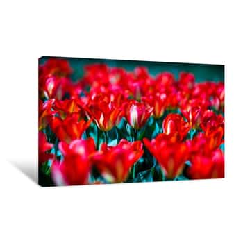 Image of Red Flower Patch Canvas Print