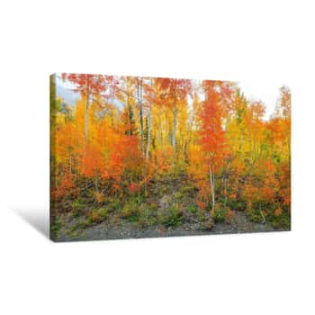 Image of Showing Their True Colors 1 Canvas Print