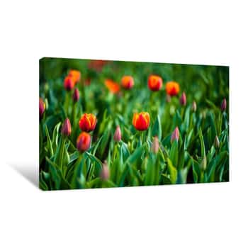 Image of Tulips in the Sunset 1 Canvas Print