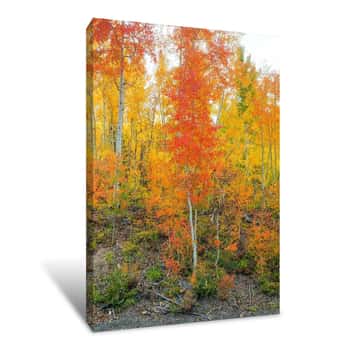 Image of Showing Their True Colors 2 Canvas Print