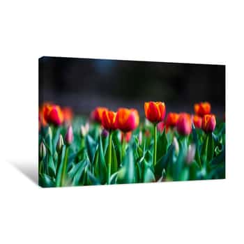 Image of Tulips in the Sunset 3 Canvas Print