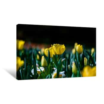 Image of Field of Yellow Flowers Canvas Print
