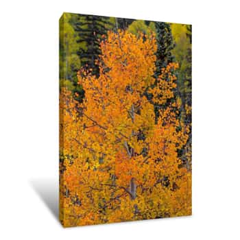Image of Standing Out in a Crowd 2 Canvas Print