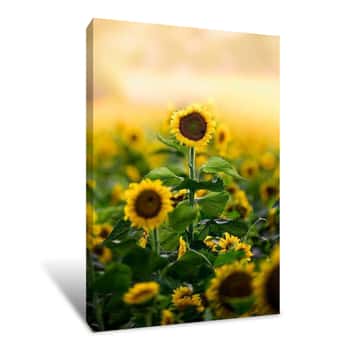Image of Lone Flower Canvas Print