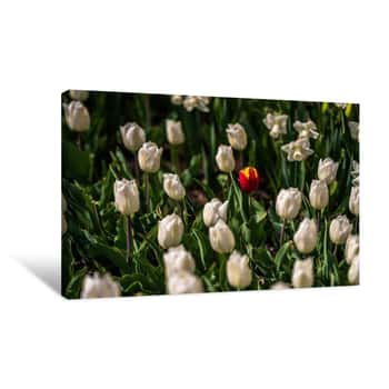Image of Field of White Flowers 1 Canvas Print