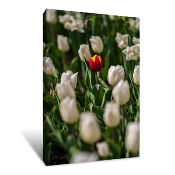 Image of Field of White Flowers 4 Canvas Print