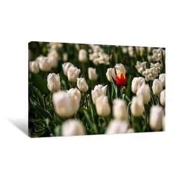 Image of Field of White Flowers 5 Canvas Print