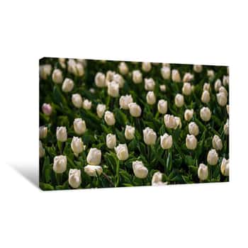 Image of Field of White Flowers 6 Canvas Print