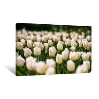 Image of Field of White Flowers 7 Canvas Print