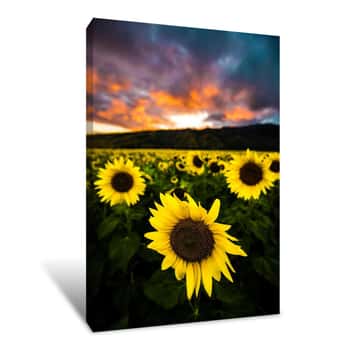 Image of Maui Sunflowers Canvas Print