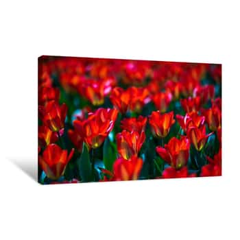 Image of Red Flower Field Canvas Print