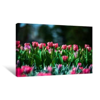 Image of Field of Pink Flowers Canvas Print